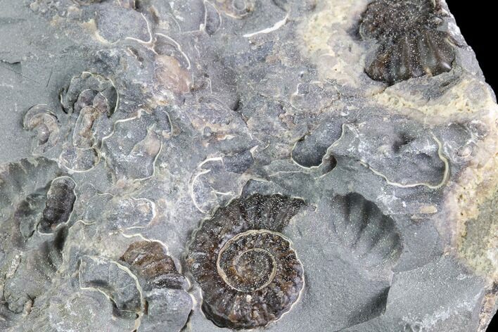 Ammonite Fossil Cluster - Marston Magna Marble #86239